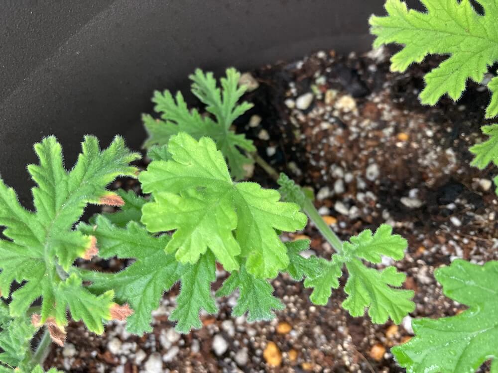 新たな葉っぱも出てきたローズゼラニム