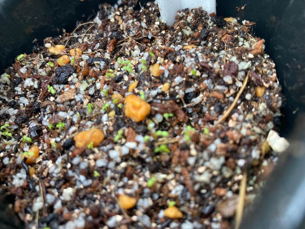 たくさん芽が出たカモミール