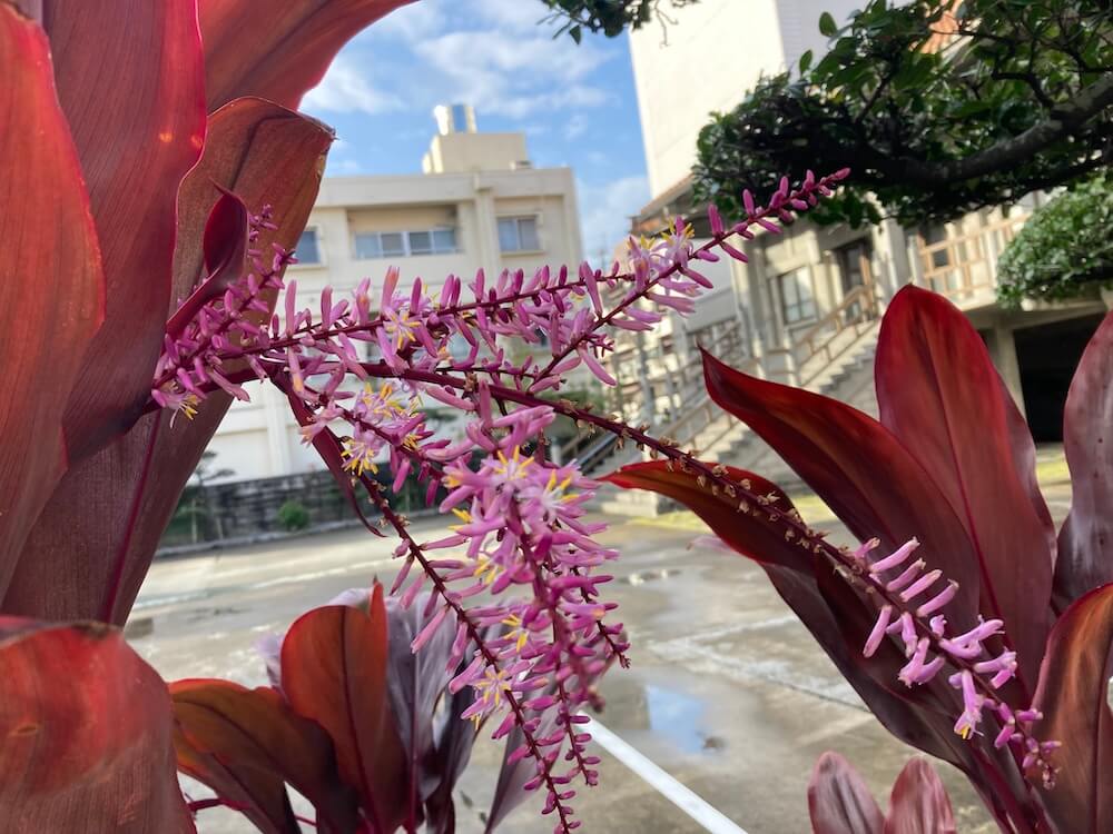 美しい花と葉っぱのコルディリネ(千年木)