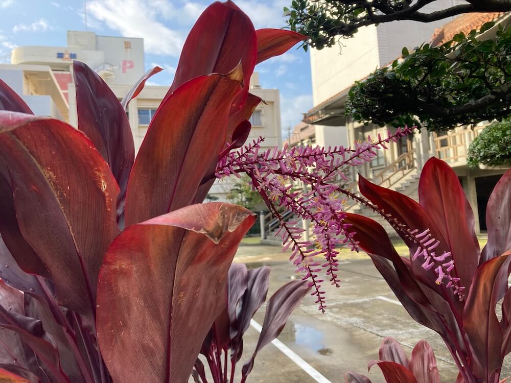 コルディリネの花と赤紫色の綺麗な葉っぱ