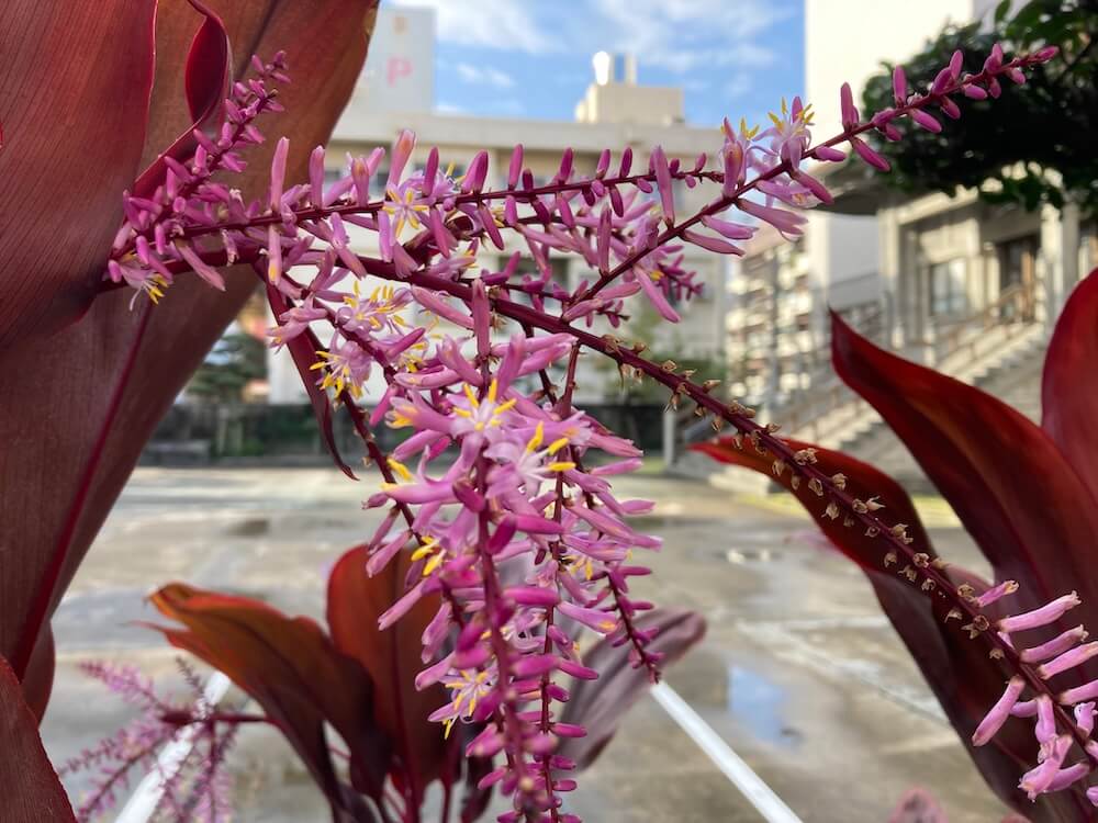 綺麗な花が咲くコルディリネ・フルティコサ