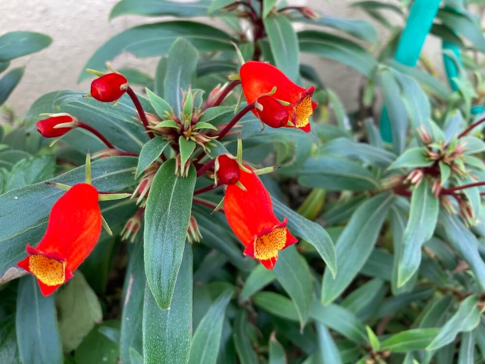 シーマニアの赤い可愛い花