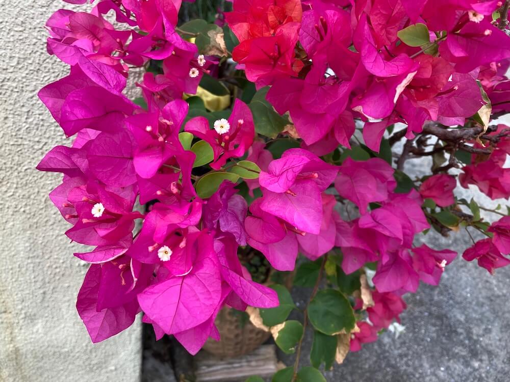 美しいブーゲンビリアの花