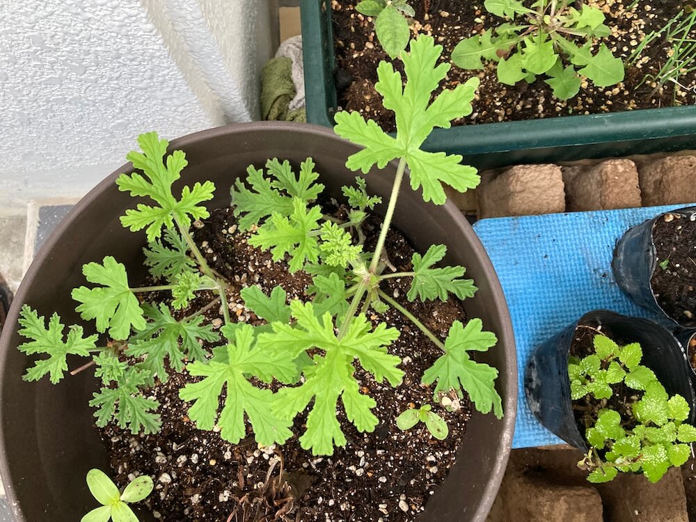 ローズゼラニウム