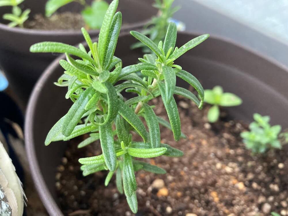 伸びるローズマリー