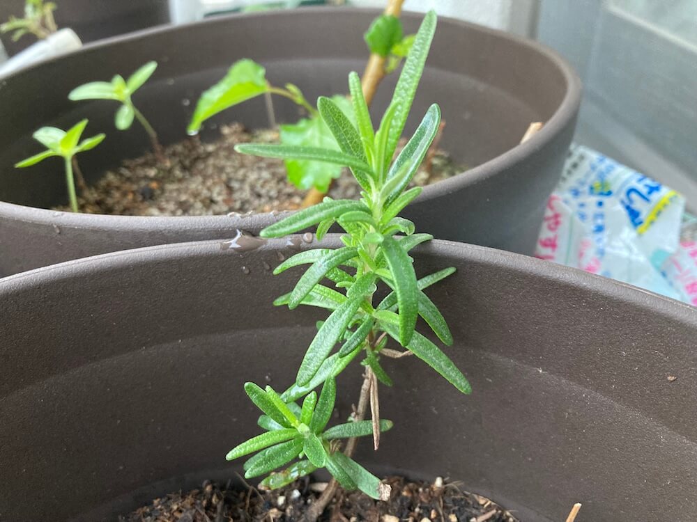 伸びるローズマリー