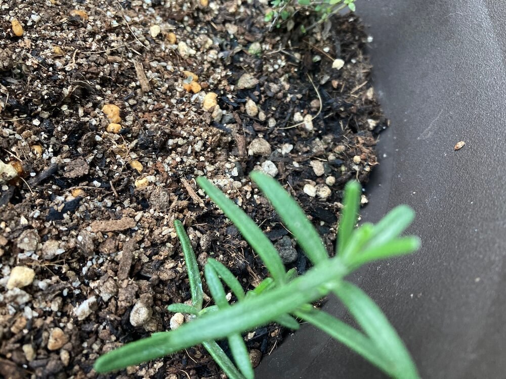 匍匐性ローズマリーだけど縦に伸びている