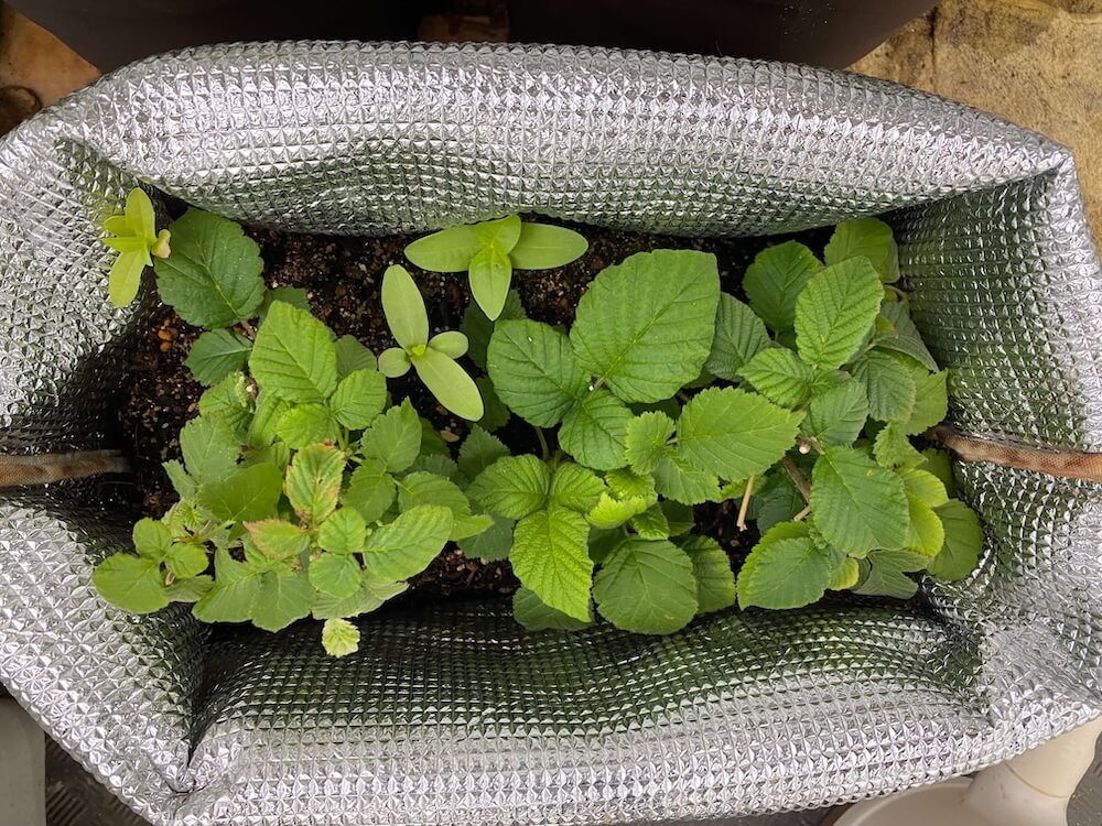 手作りプランターの野いちご