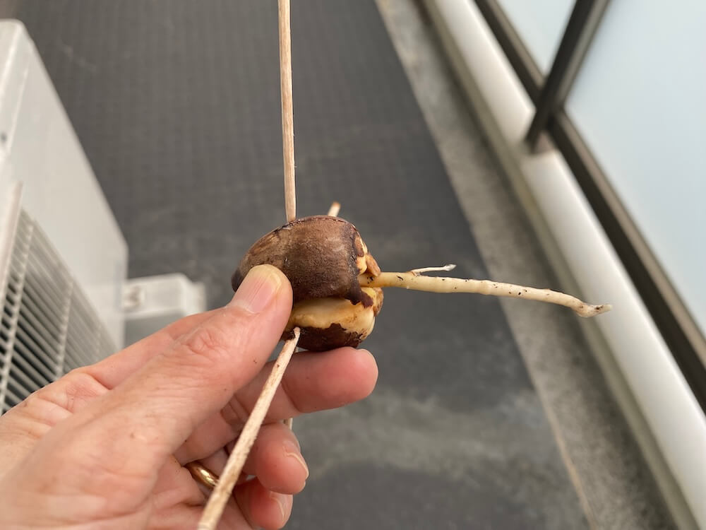 伸びたアボカドの根っこ