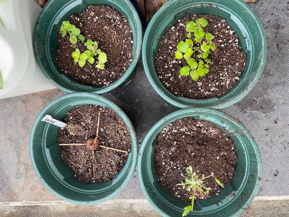 植え替えたハーブと野草とアボカド