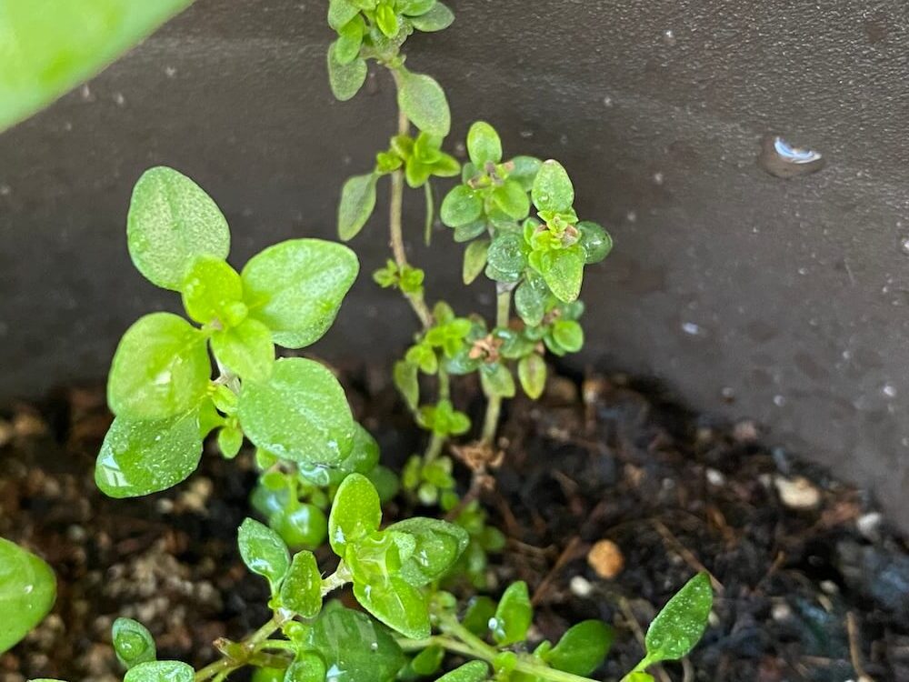 レモンタイムの葉っぱ