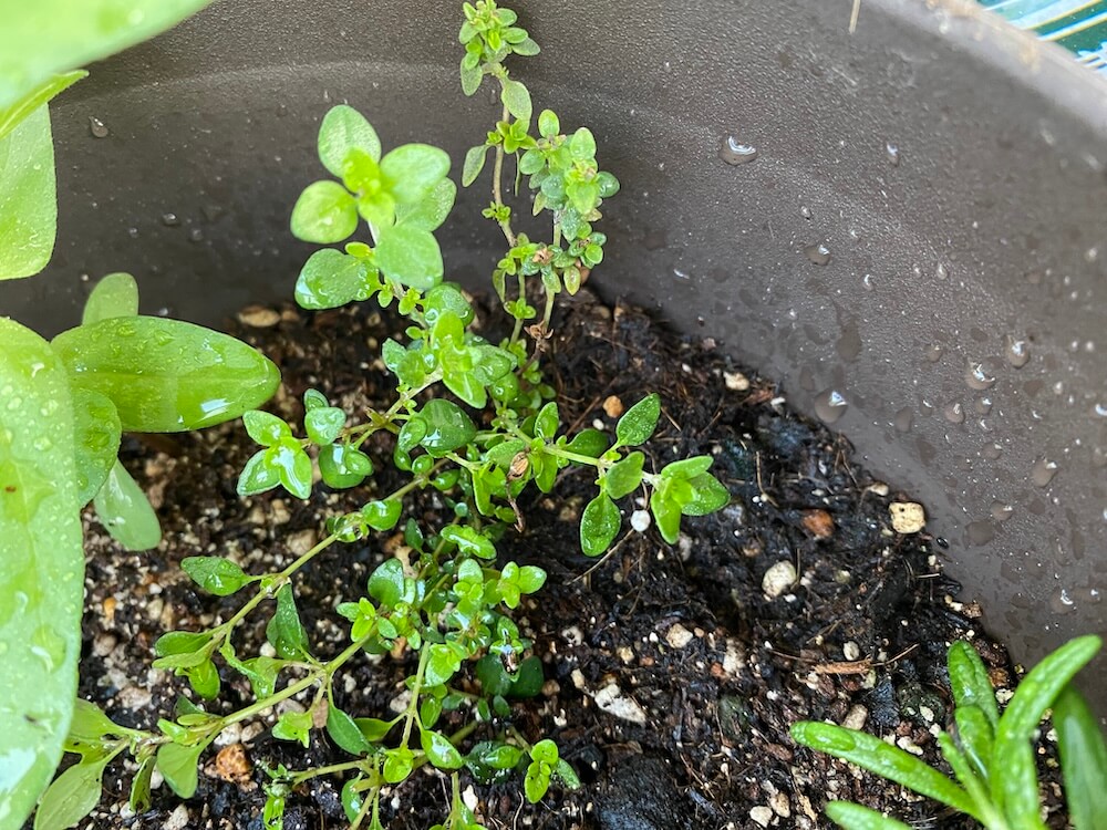 増えるレモンタイムの葉っぱ