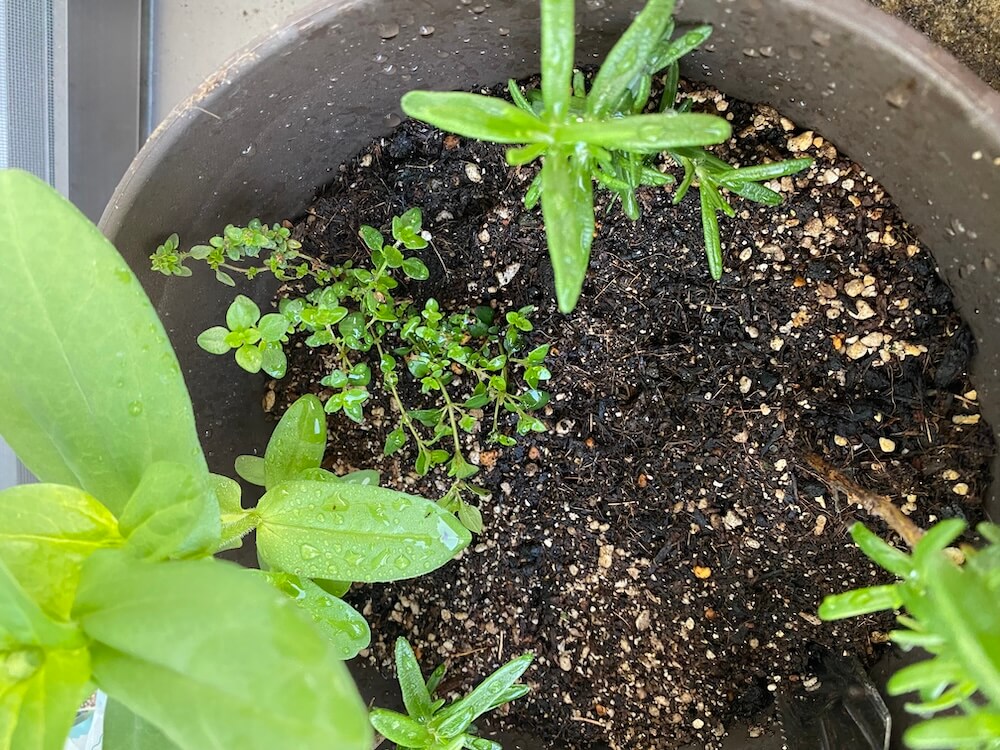 育つレモンタイムとローズマリー