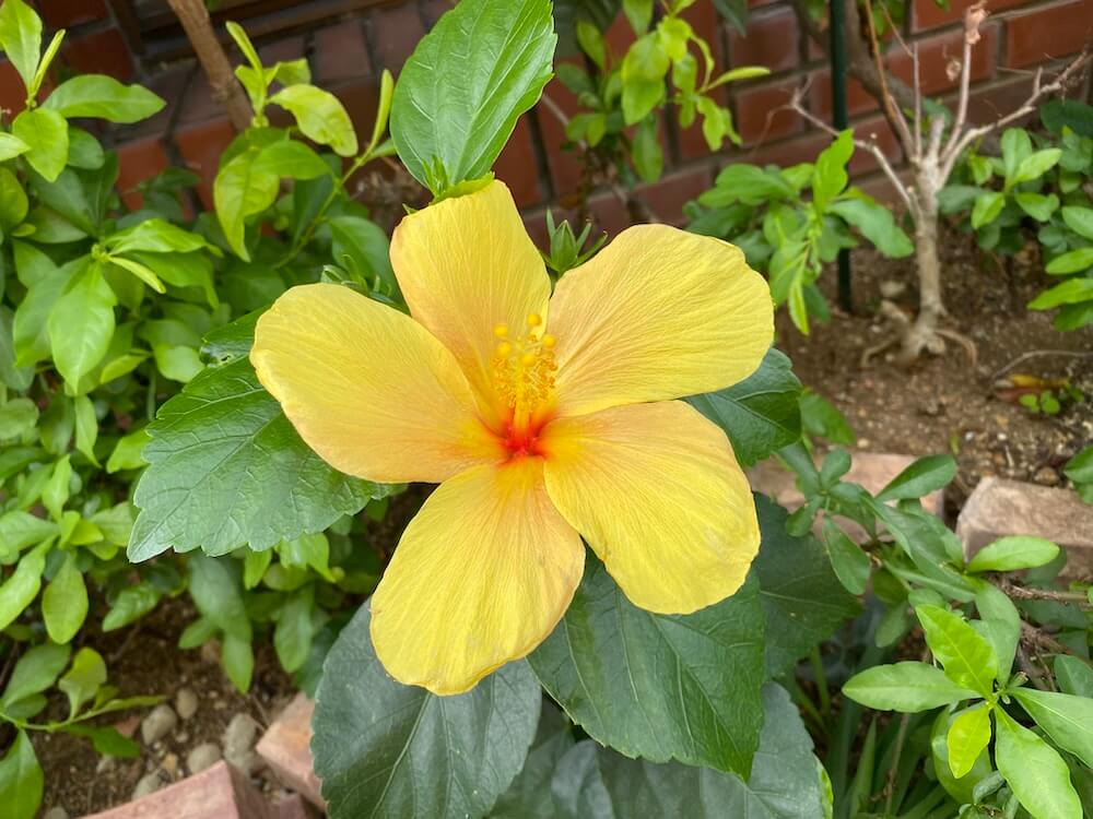 黄色いハイビスカスの花