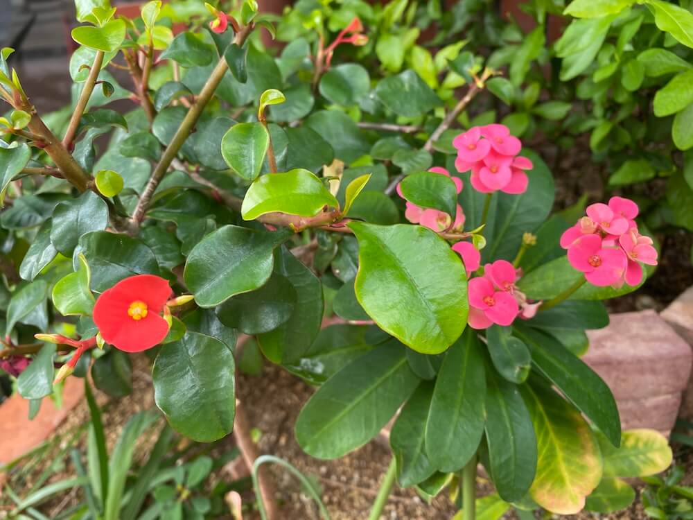 花キリンの花たち