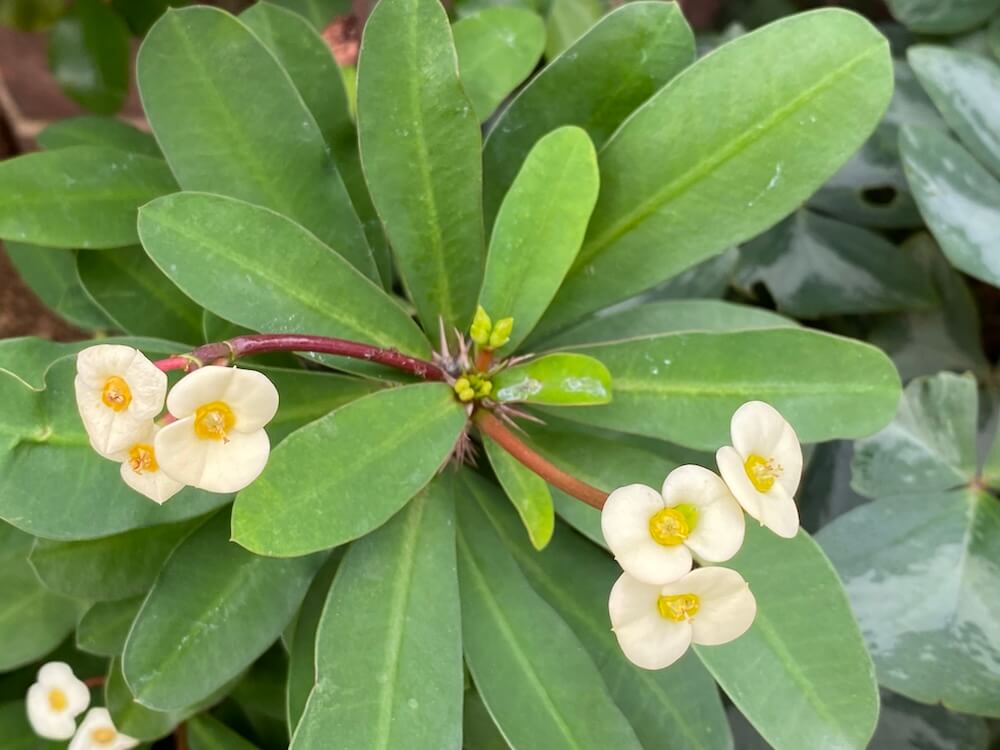 クリーム色の花キリン