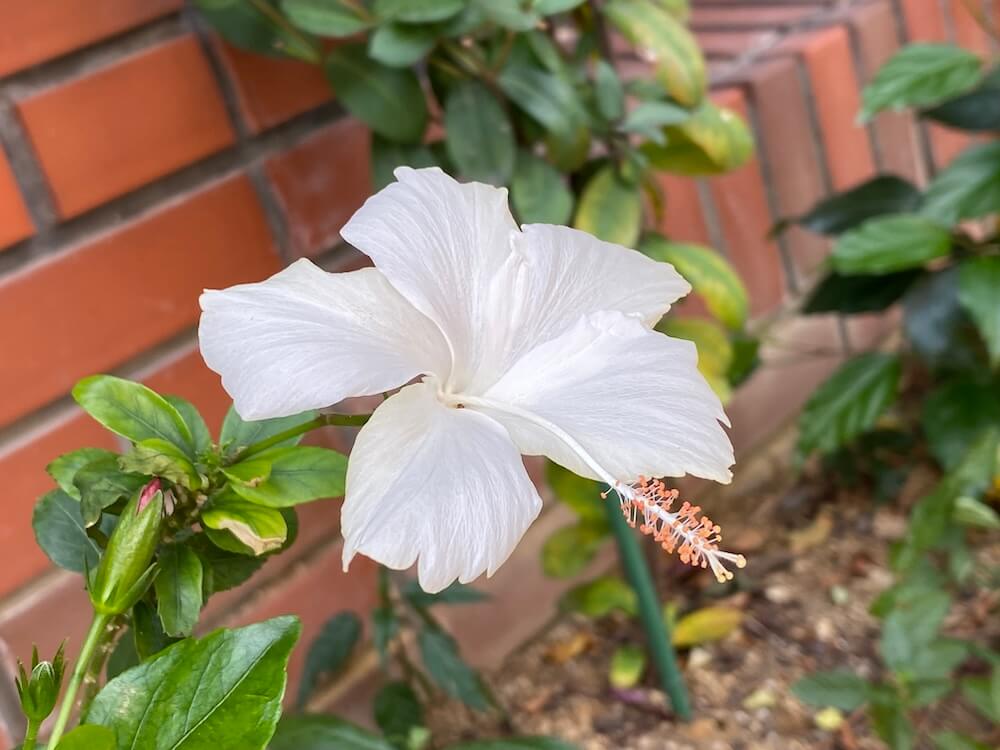 白いハイビスカスの花