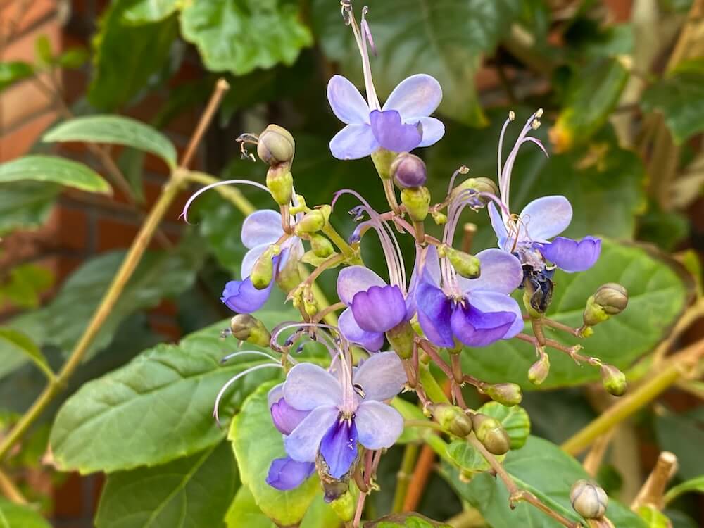 ブルーウィング