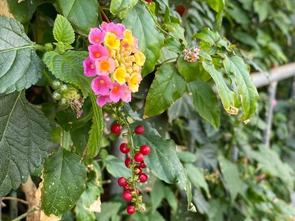 ランタナとジュズサンゴ