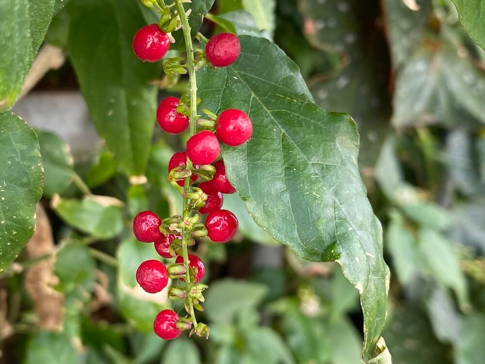 ジュズサンゴ(数珠珊瑚)