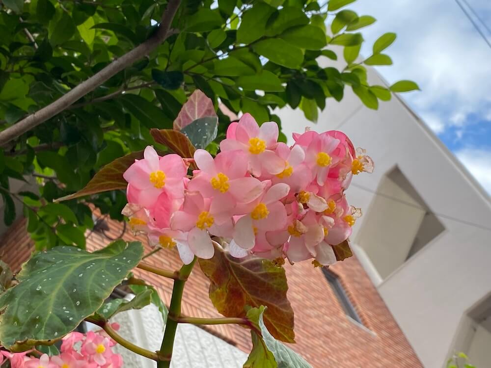 木立性ベゴニア