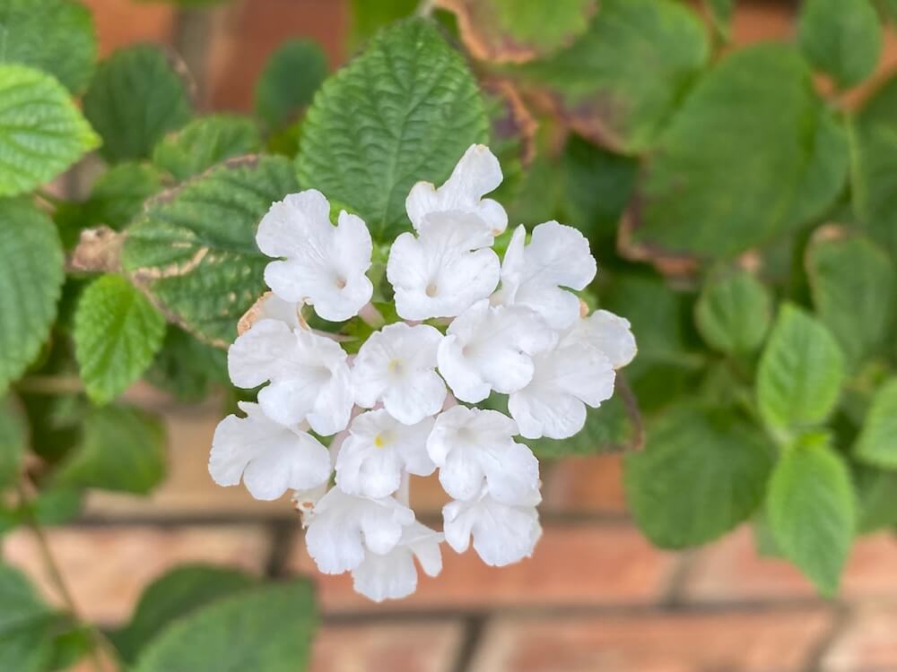 白いコバナランタナの花