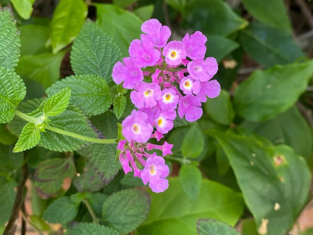 コバナランタナ