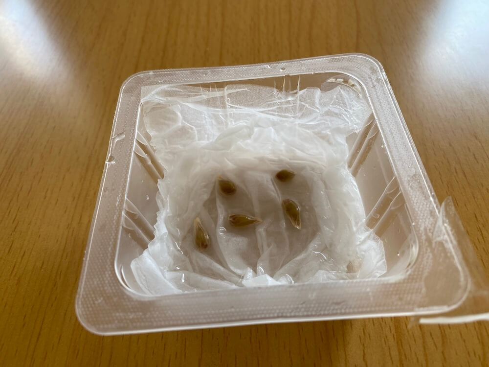 沖縄みかんの種を水栽培