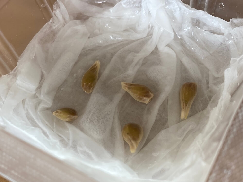 沖縄みかんの種