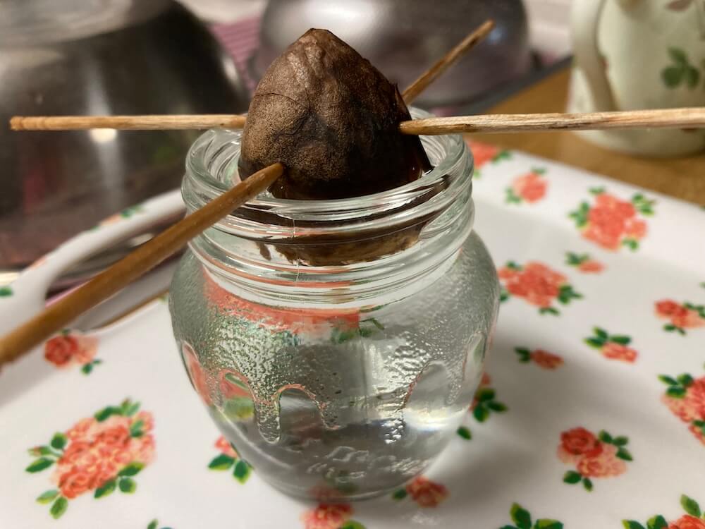 アボカドの水栽培