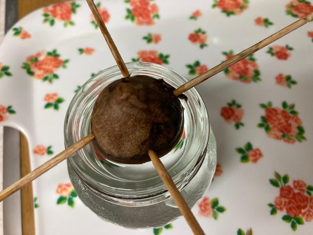 アボカドの種の水栽培