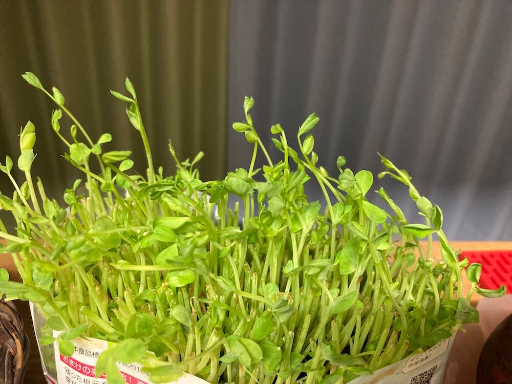 伸び続ける豆苗