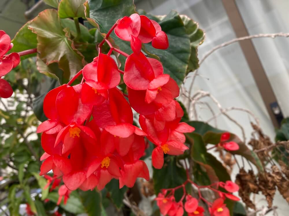 木立ち性ベゴニアのドラゴン・ウィングレッド