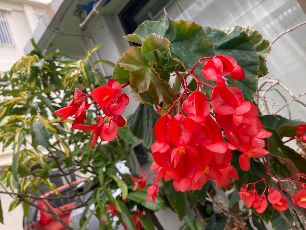 木立性ベゴニア