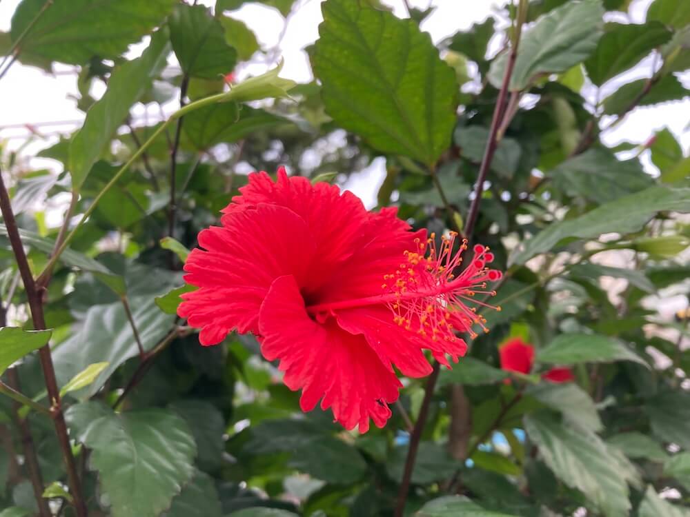 ハイビスカスの花