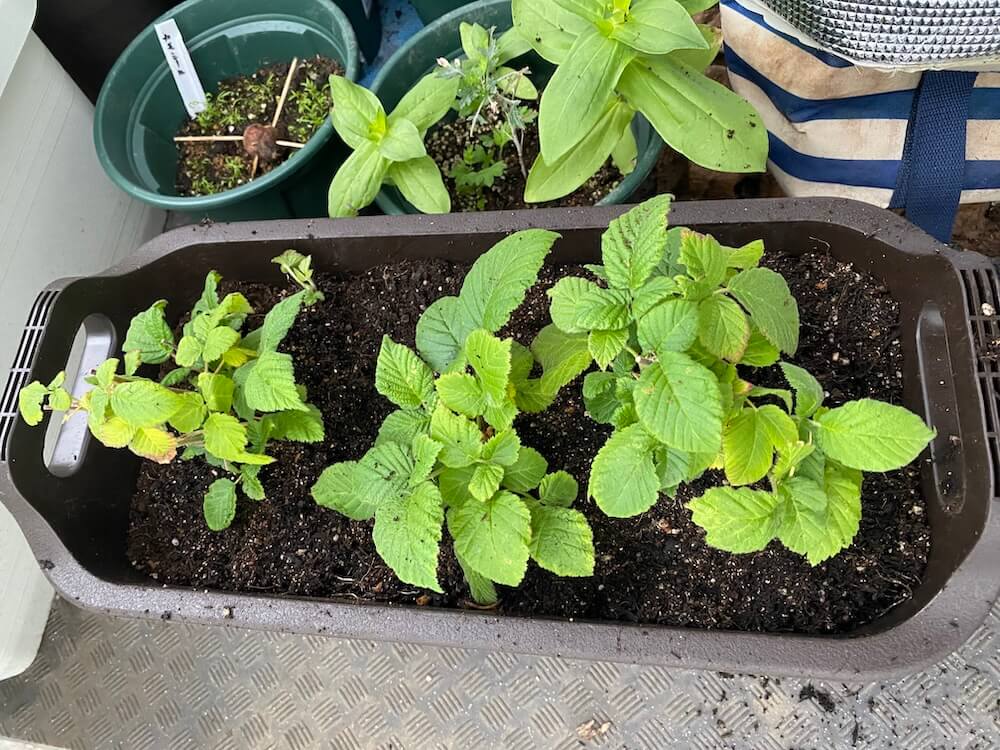 植え替えた野いちご