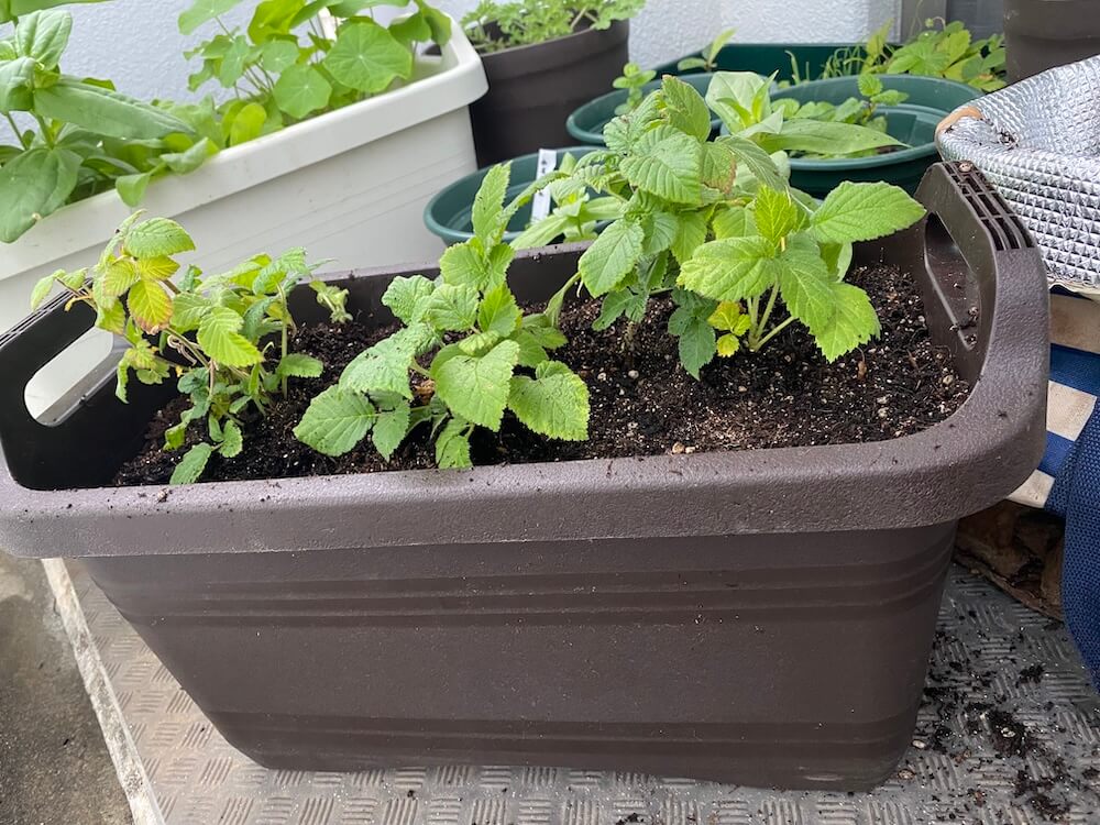 野いちごを植え替えたプランター