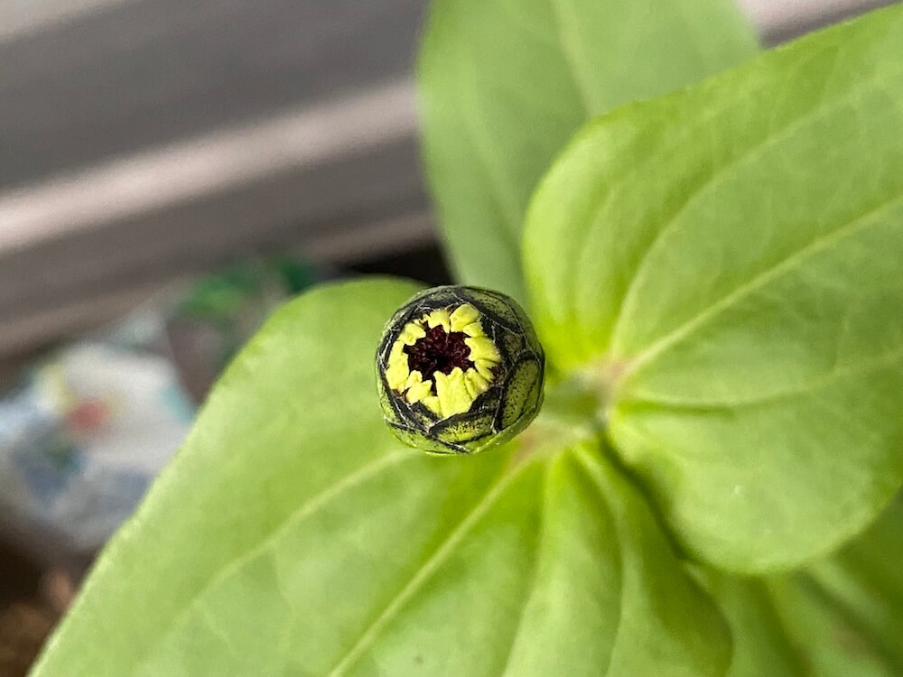 蕾が育ってきているジニア