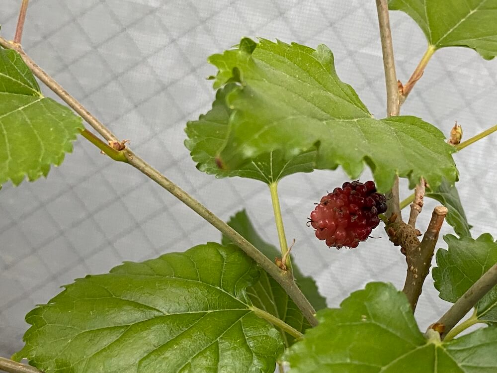 マルベリーの実