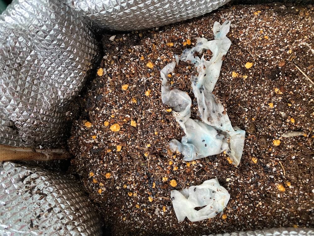 バジルの水栽培をペーパーごと移植