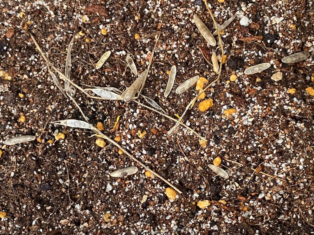 ルッコラの種まき