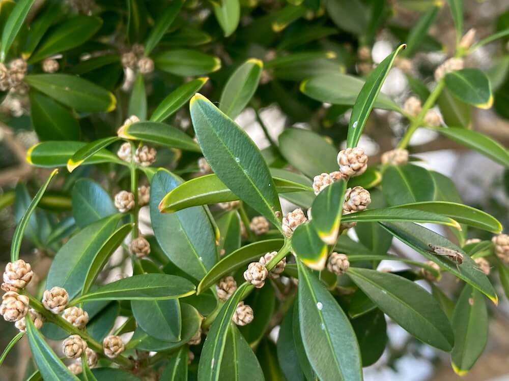 オキナワツゲの可愛い蕾