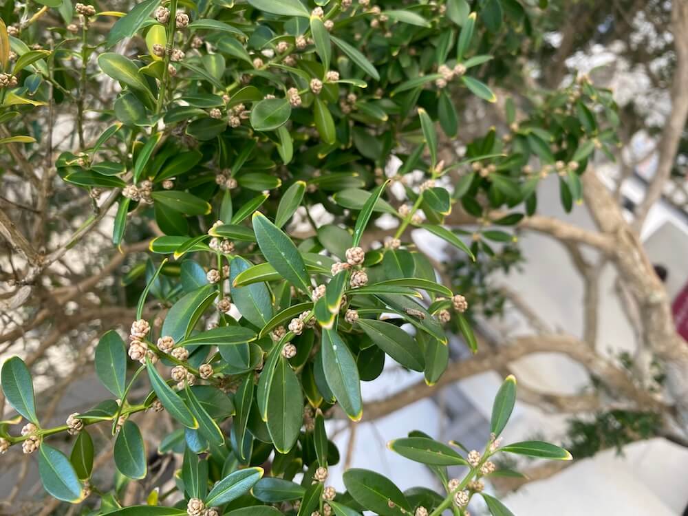 オキナワツゲ(沖縄黄楊)