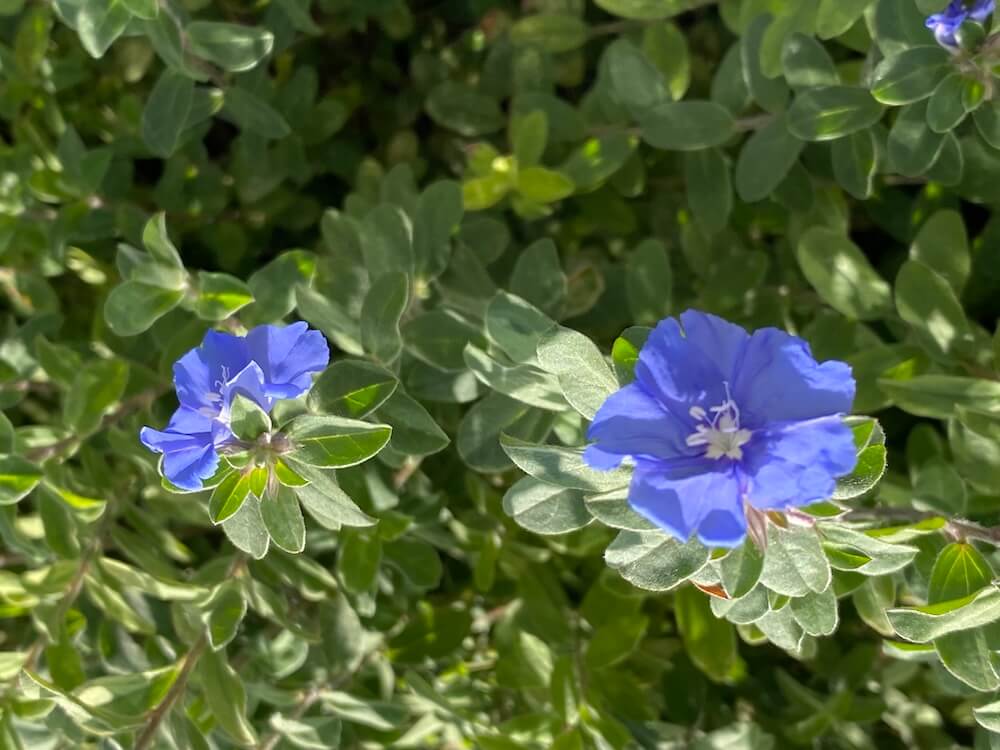 美しいアメリカンブルーの花