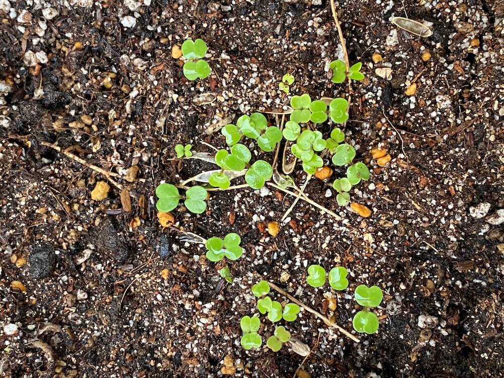 ルッコラの発芽２日目