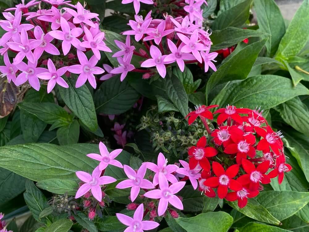 赤やピンクのペンタスの花たち