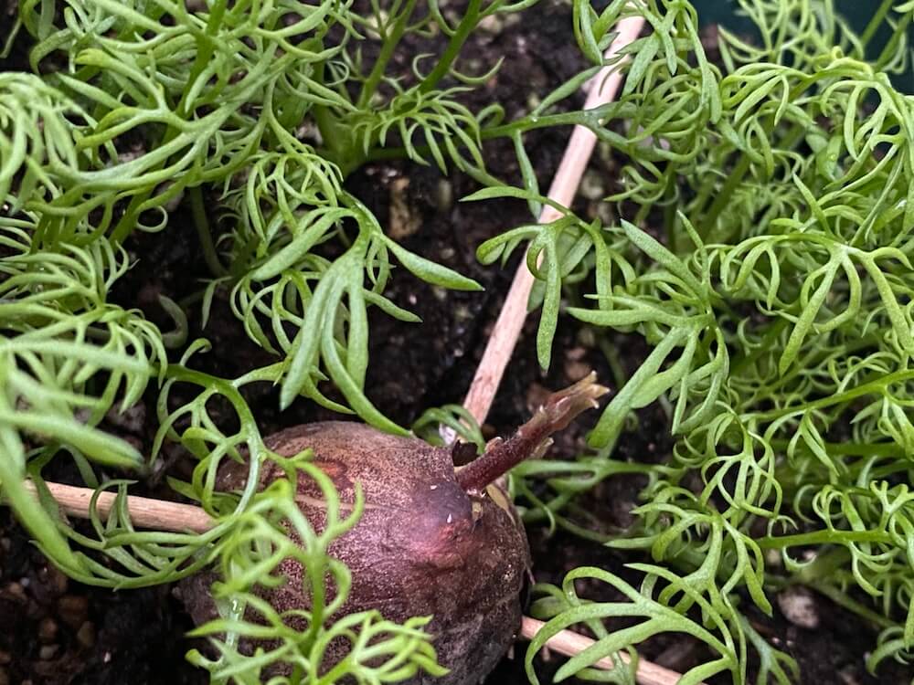 アボカドの新芽