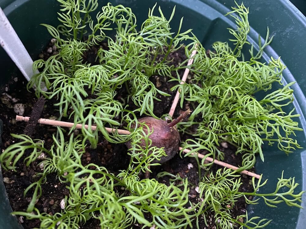 新芽が出たアボカド