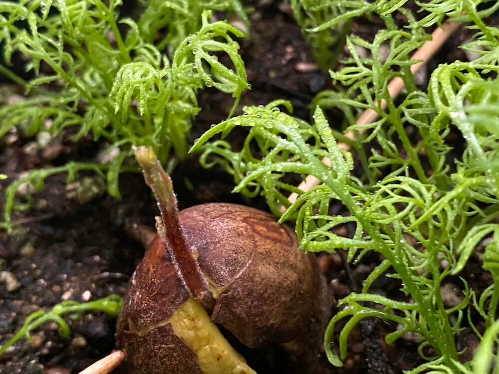 アボカドの新芽の拡大、ニョキっと出ている