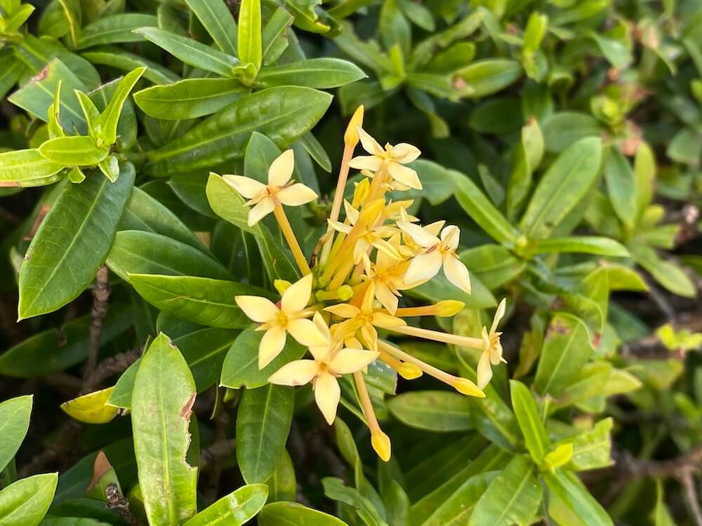 クリーム色のサンタンカの花